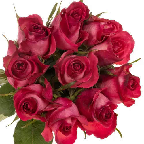 Rose fuchsia/rot Nicoletta 50cm