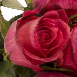 Rose fuchsia/rot Nicoletta 50cm