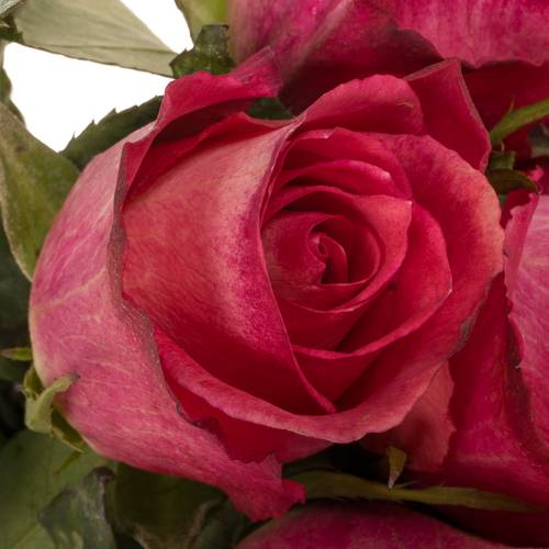 Rose fuchsia/rot Nicoletta 50cm