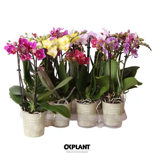 Phal.2-R mix Natural Charm T09 H035