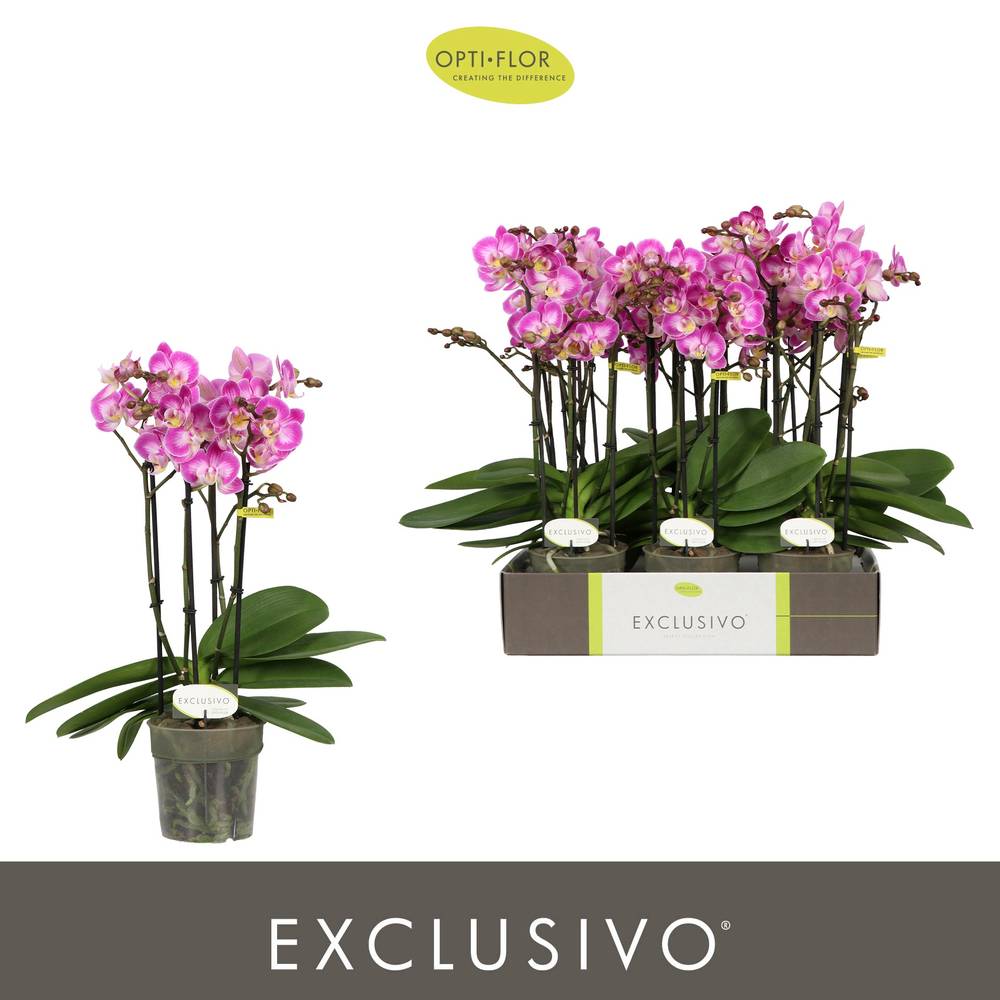 Phal.4-R rosa Cupido Exclusivo T12 H045
