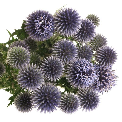 Distel blau Kugeldistel  80cm