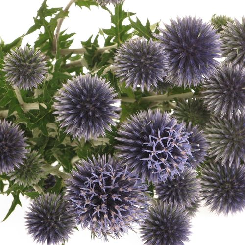 Distel blau Kugeldistel  80cm