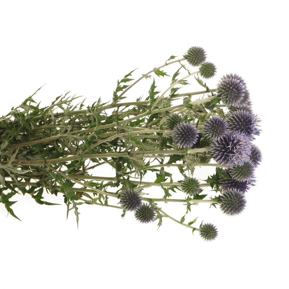 Distel blau Kugeldistel  80cm