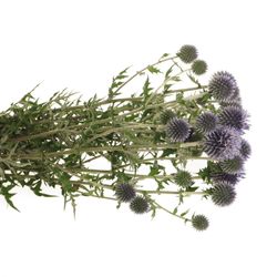 Distel blau Kugeldistel  80cm