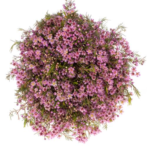 Wachsflower pink Michal 40 Gramm 70cm