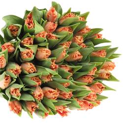 Tulpe orange gezackt Murcia 36 Gramm