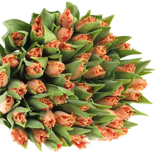Tulpe orange gezackt Murcia 36 Gramm