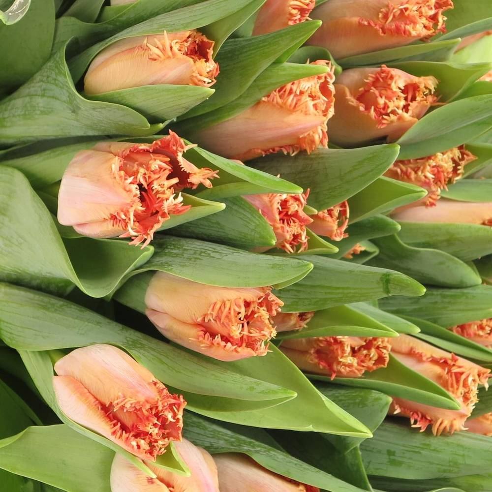 Tulpe orange gezackt Murcia 36 Gramm