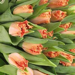Tulpe orange gezackt Murcia 36 Gramm