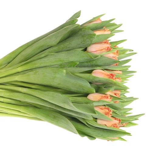 Tulpe orange gezackt Murcia 36 Gramm