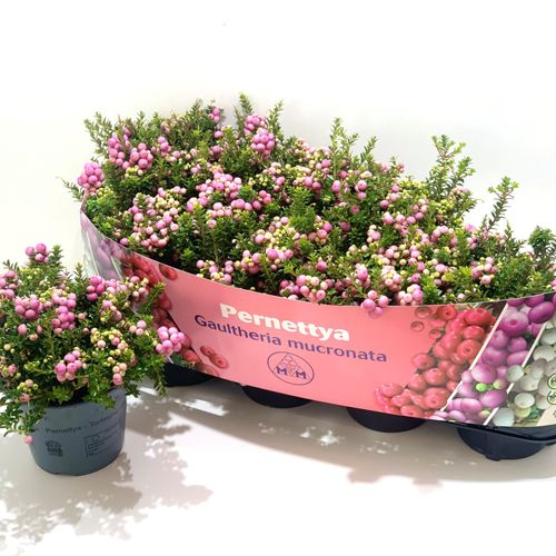 Pernettya rosa T14 H25