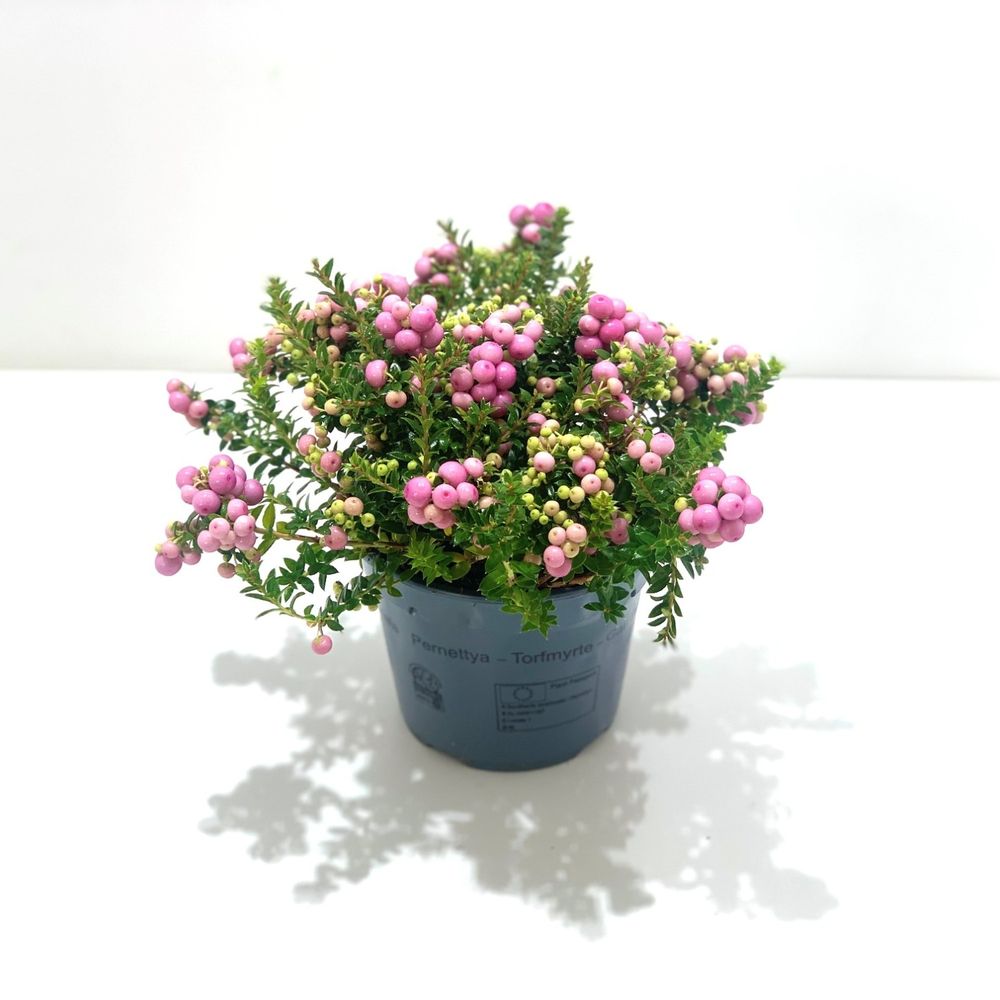 Pernettya rosa T14 H25