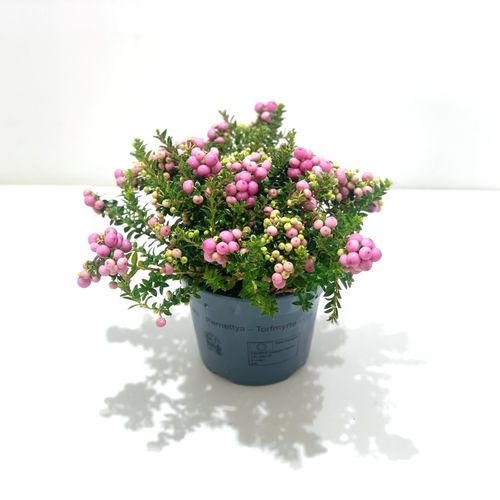 Pernettya rosa T14 H25