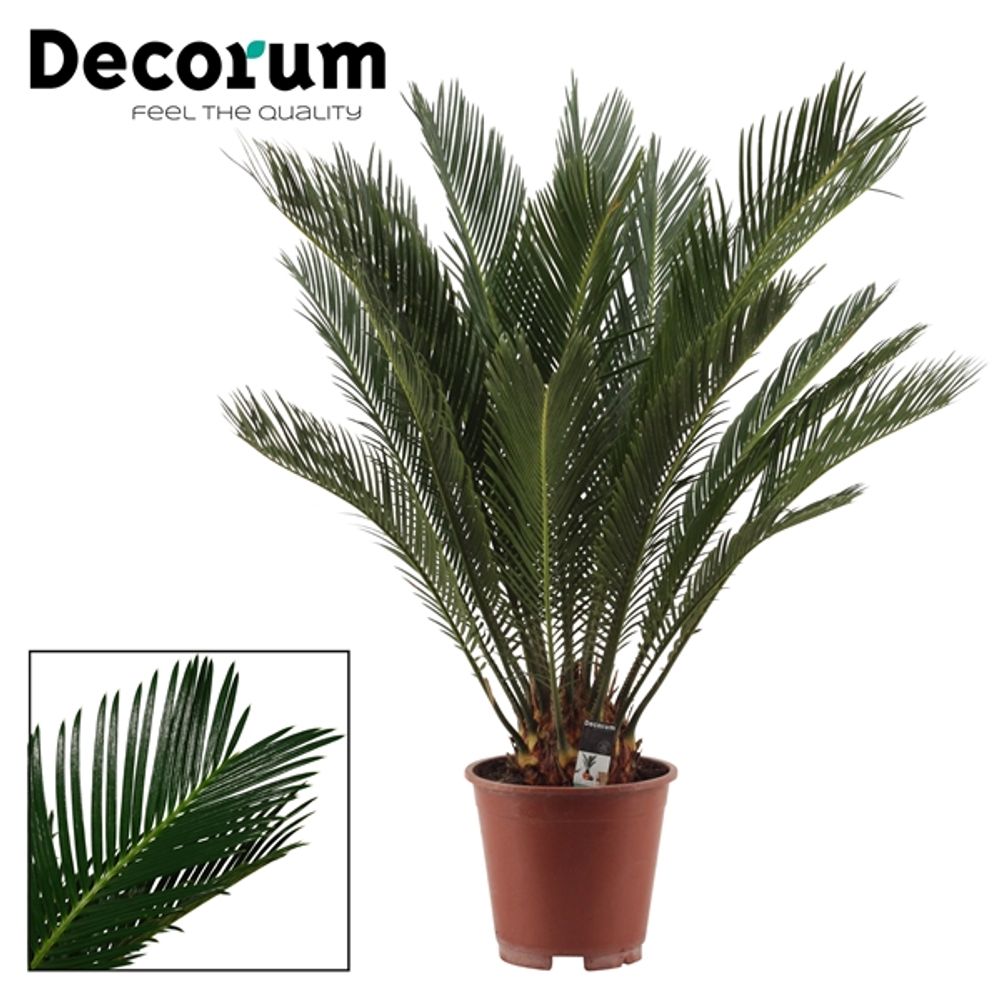 Cycas Revoluta T17 H65