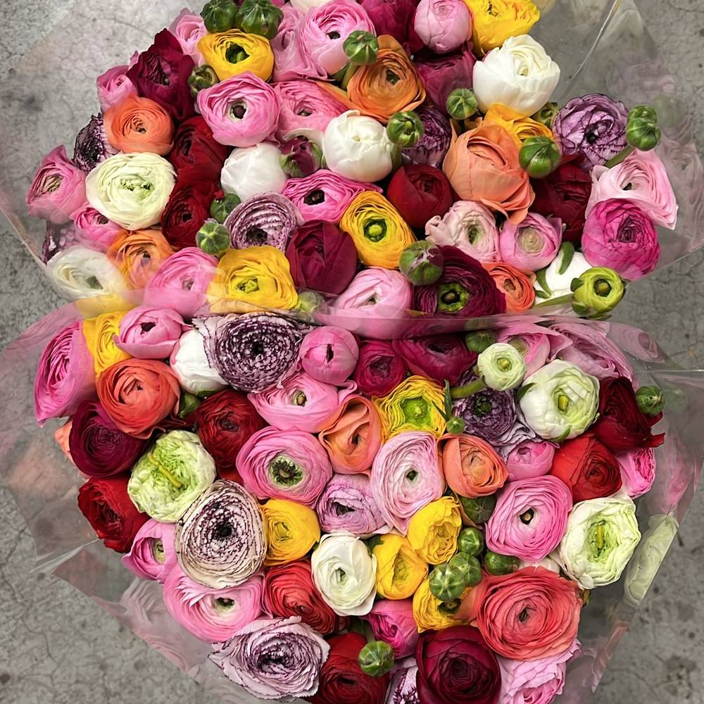 Ranunkel mix Elegance Harlequin 40cm