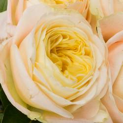 Rose apricot/lachs Priscilla gefüllt 55cm