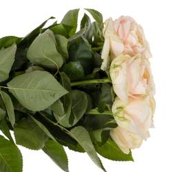 Rose apricot/lachs Priscilla gefüllt 55cm