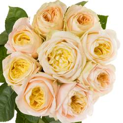 Rose apricot/lachs Priscilla gefüllt 55cm