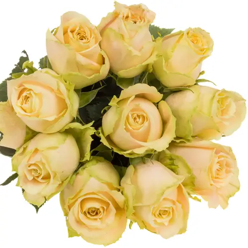 Rose apricot Peaches 50cm