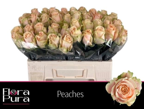 Rose apricot Peaches 50cm