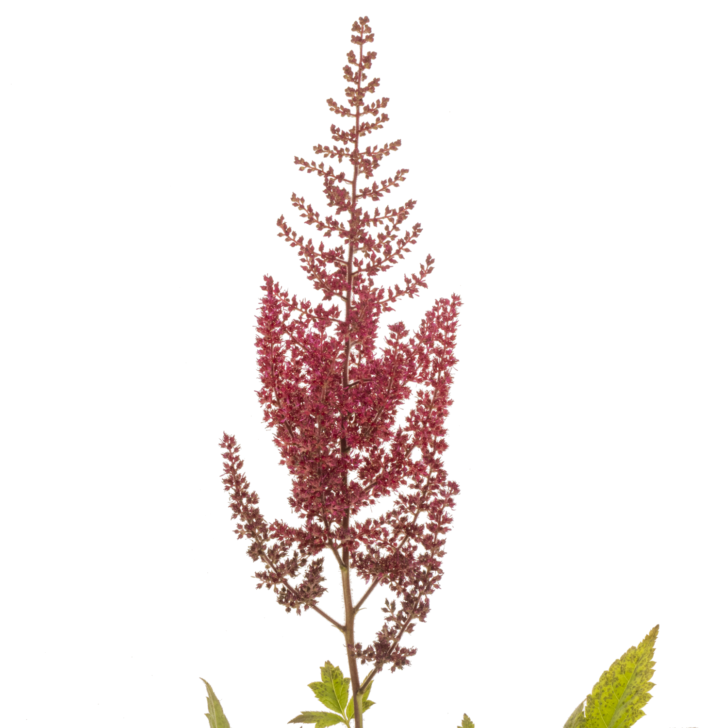 Spirea fuchsia Paul Gaarde 70cm