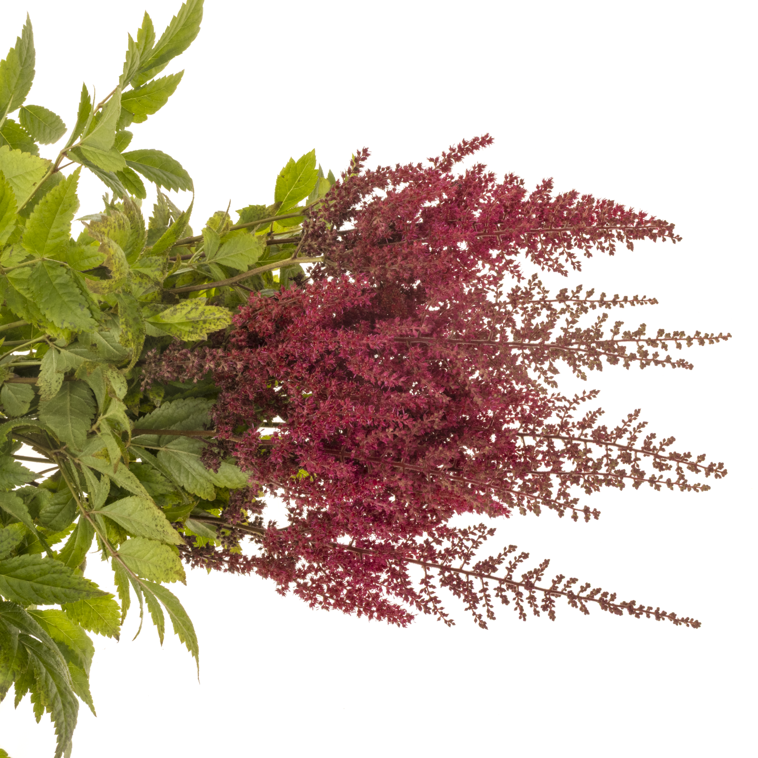 Spirea fuchsia Paul Gaarde 70cm