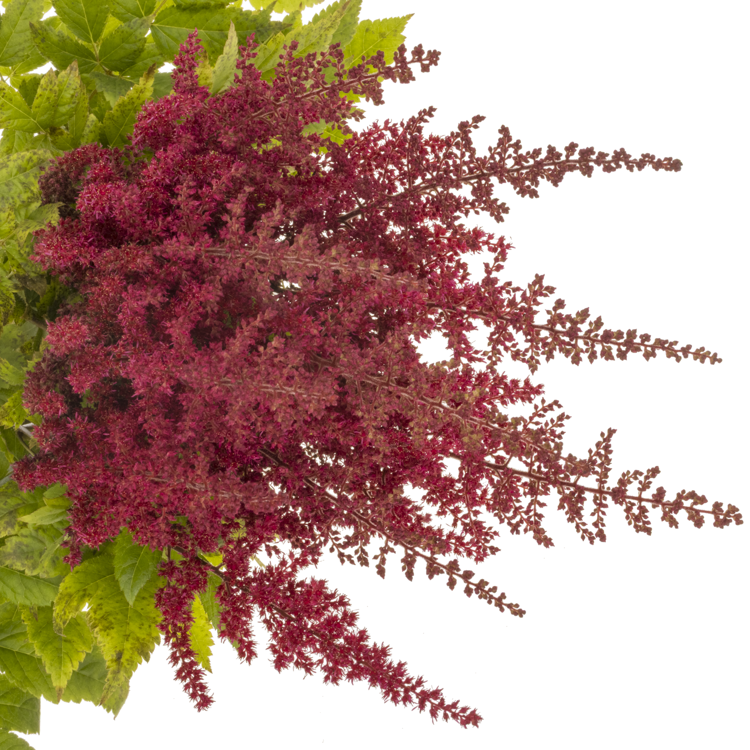 Spirea fuchsia Paul Gaarde 70cm