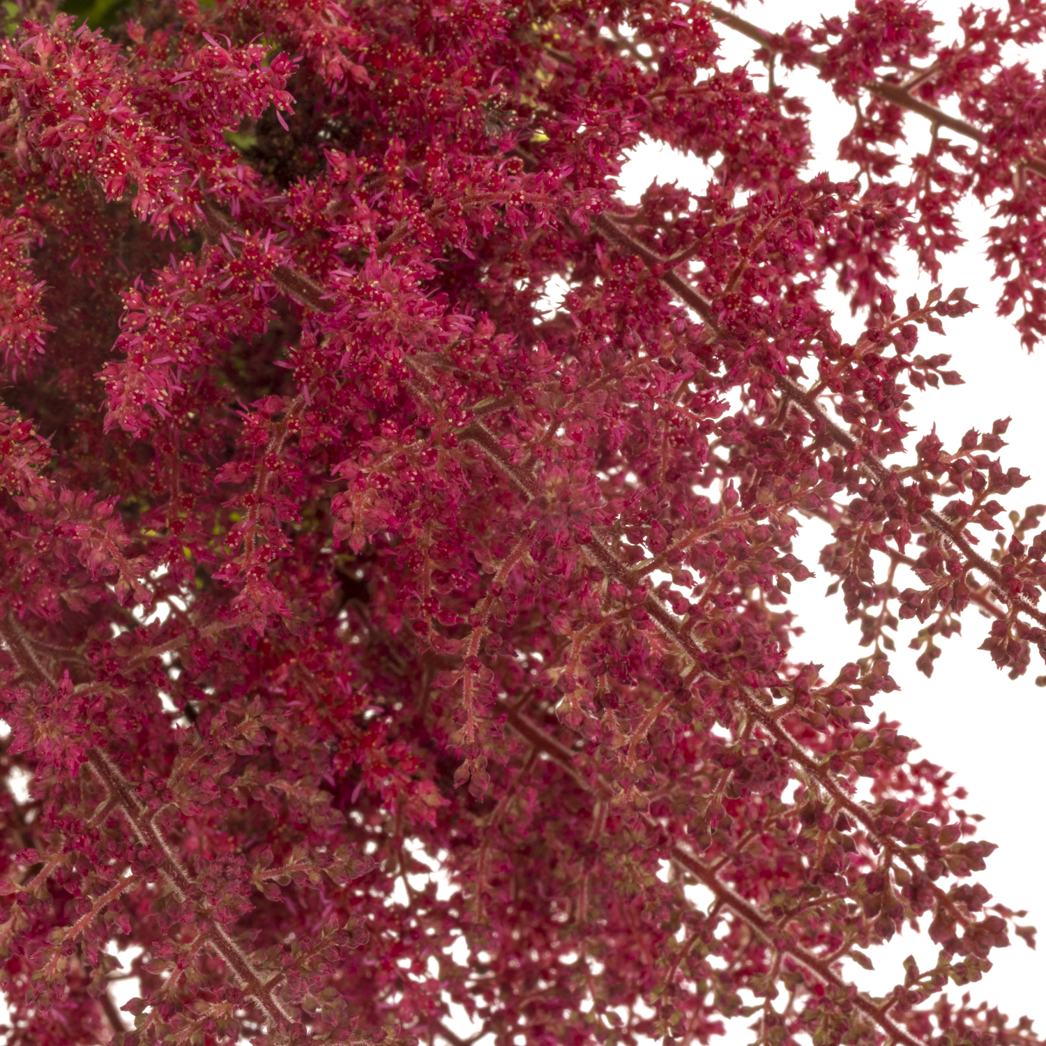 Spirea fuchsia Paul Gaarde 70cm