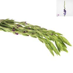 Gladiole lila Mojito 90cm