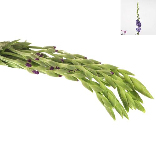 Gladiole lila Mojito 90cm