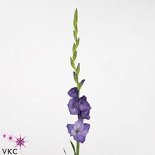 Gladiole lila Mojito 90cm