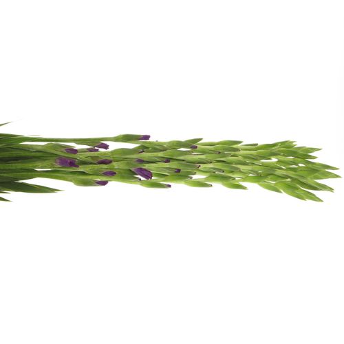 Gladiole lila Mojito 90cm