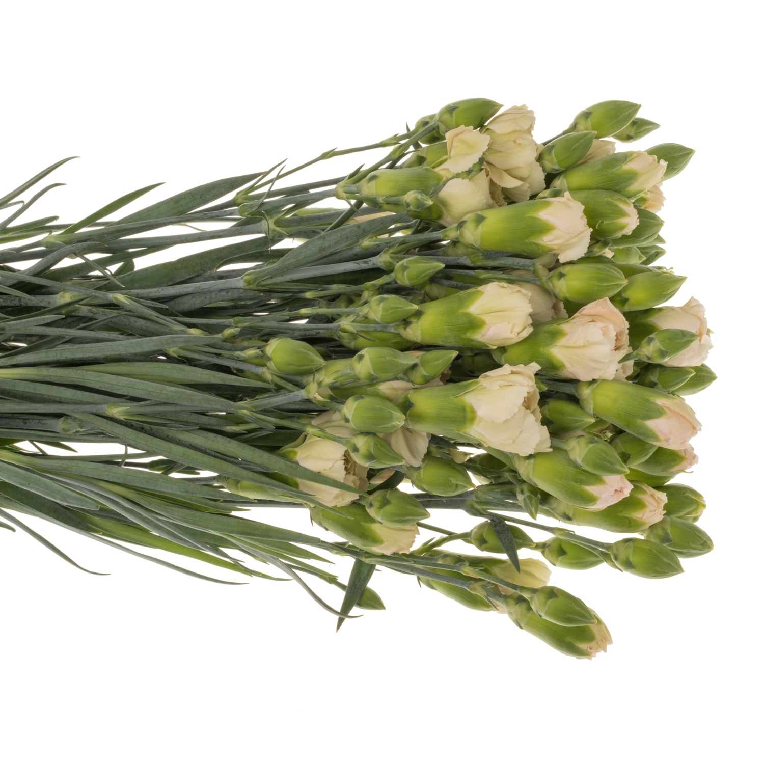 Spraynelke creme/weiss Miss Almendra 60cm