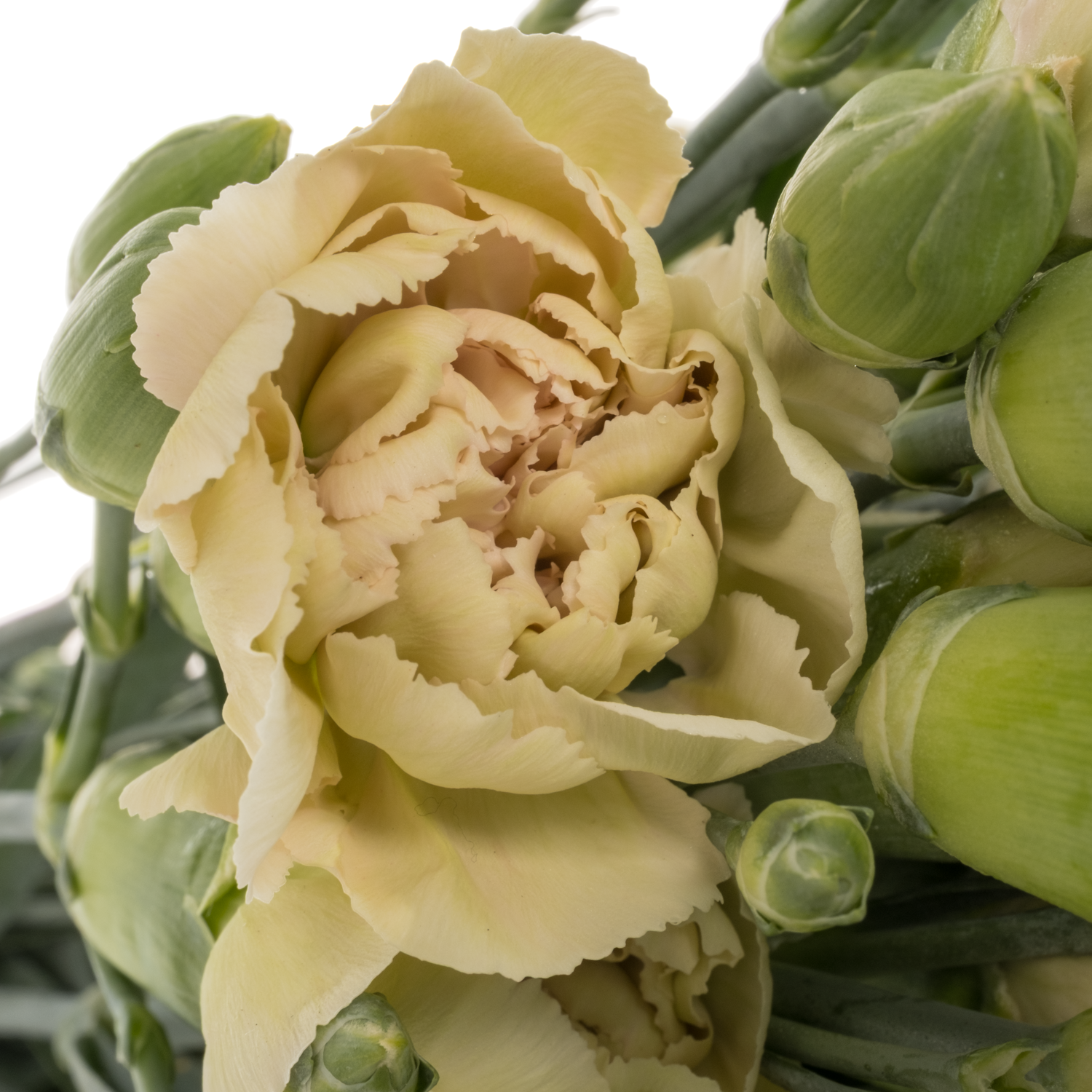 Spraynelke creme/weiss Miss Almendra 60cm