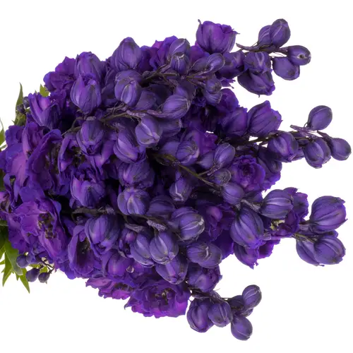 Delphinium violett Jewel extra 120cm