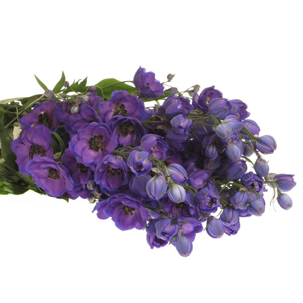 Delphinium violett Jewel extra 120cm