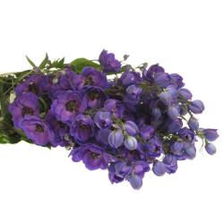 Delphinium violett Jewel extra 120cm