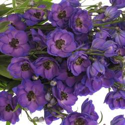 Delphinium violett Jewel extra 120cm