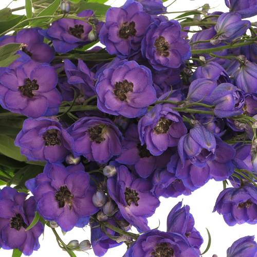 Delphinium violett Jewel extra 120cm