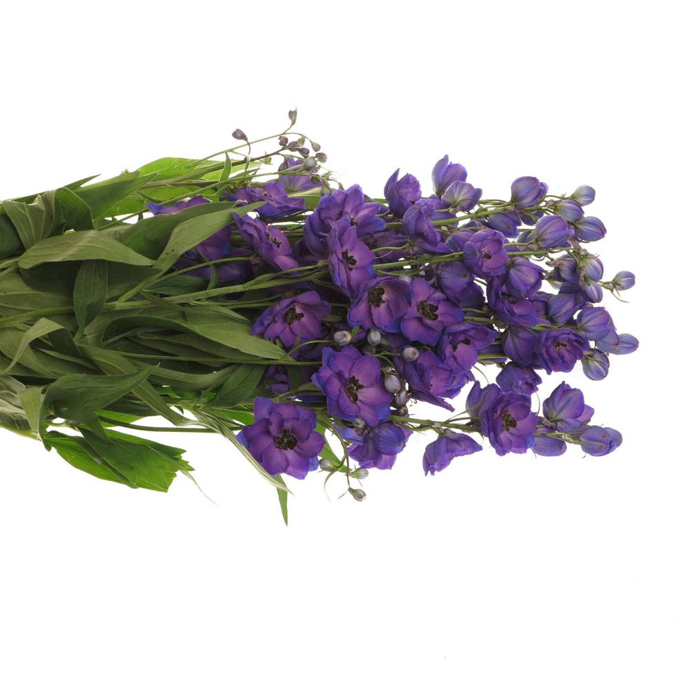 Delphinium violett Jewel extra 120cm