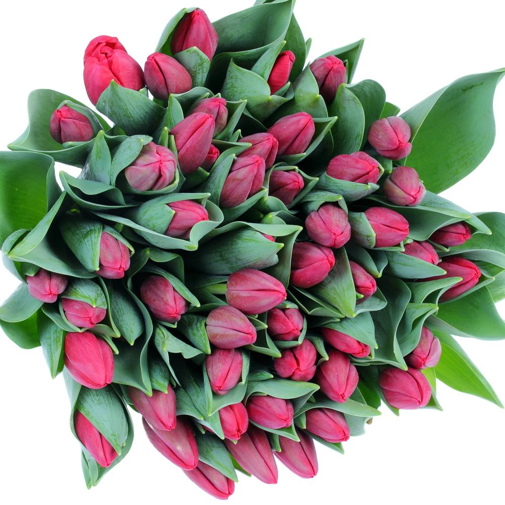 Tulpe rot Surrender 38 Gramm