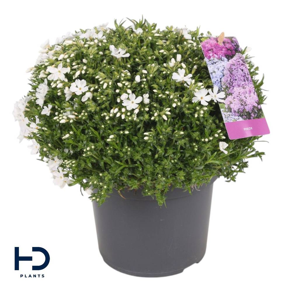 Phlox Subulata weiss Fabulous White T17 H025