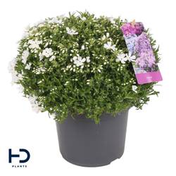 Phlox Subulata weiss Fabulous White T17 H025
