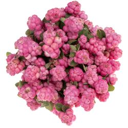 Schneebeere rosa Ruby Giant 40cm