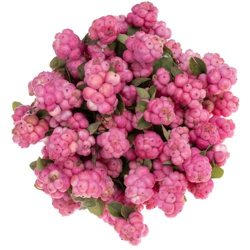 Schneebeere rosa Ruby Giant 40cm