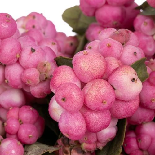 Schneebeere rosa Ruby Giant 40cm
