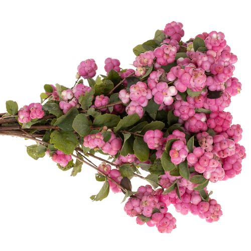 Schneebeere rosa Ruby Giant 40cm