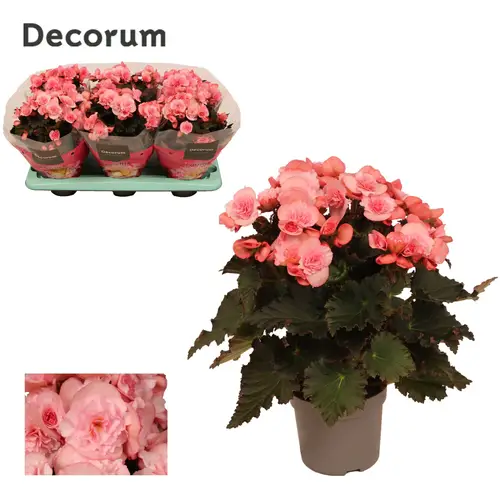 Begonie hell rosa Joy T13 H030