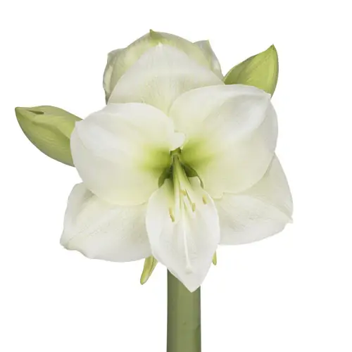 Amaryllis Wanne weiss Sensation 4X10